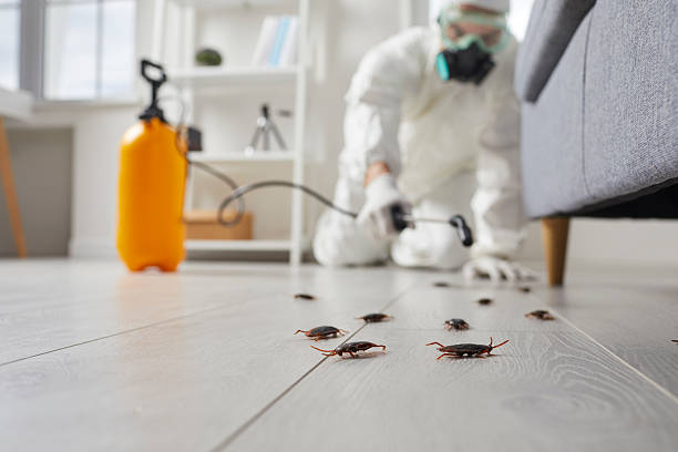 Trusted Termite Control service in White Plains, NY - Nex Pest Control